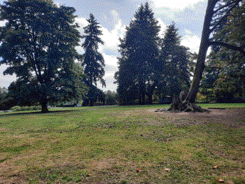 A park with some trees and grass.