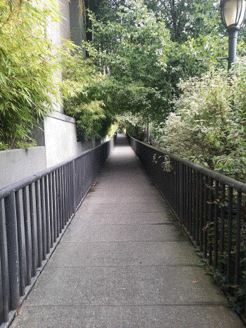 A straight path foward surrounded with trees and bushes.